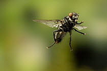 Fly photographed with a high-speed camera in 1/50,000 of a second, North America