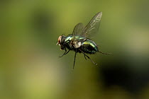 Blue Bottle Fly (Calliphora sp) flying, western Oregon