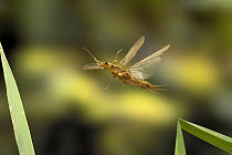 Golden Stonefly (Hesperoperla pacifica) flying near the bank of the Metolius River, Deschutes National Forest, Oregon