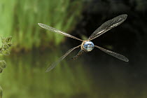 Blue-eyed Darner (Rhionaeschna multicolor) dragonfly, flying in the coastal mountains of Oregon