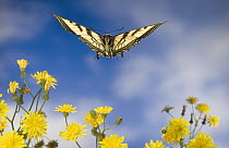 Western Tiger Swallowtail (Papilio rutulus) butterfly, flying over Smooth Hawksbeard flowers (Crepis capillaris), Oregon