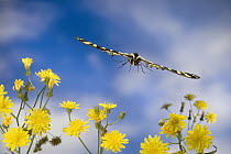 Western Tiger Swallowtail (Papilio rutulus) butterfly, flying over Smooth Hawksbeard flowers (Crepis capillaris), Oregon