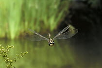 Pacific Clubtail (Gomphus kurilis) dragonfly, photographed with a high-speed camera, coastal mountains, Oregon