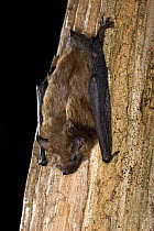 Big Brown Bat (Eptesicus fuscus) portrait, Rogue River National Forest, Oregon