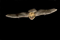 Little Brown Bat (Myotis lucifugus) flying at night in the Rogue River National Forest, Oregon