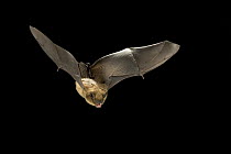 Big Brown Bat (Eptesicus fuscus) flying, Rogue River National Forest, Oregon
