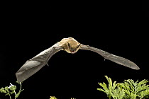 Big Brown Bat (Eptesicus fuscus) flying streamside, Rogue River National Forest, Oregon