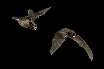 Silver-haired Bat (Lasionycteris noctivagans) illustrating wing movement during flight, Rogue River National Forest, Oregon, digital composite