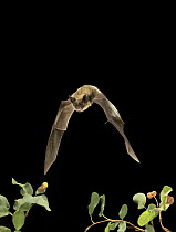 Western Long-eared Myotis (Myotis evotis) flying at night in the Rogue River National Forest, Oregon