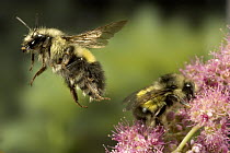 Wandering Bumblebee (Bombus vagans) pair collecting nectar on flowers, the tattered wing on the flying adult indicates an older bee, near the Metolius River, Deschutes National Forest, Oregon