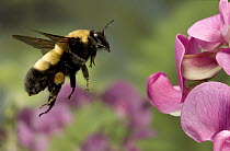 Bumblebee (Bombus morrisoni) queen, flying toward Sweet Pea flowers in the Deschutes National Forest, Oregon