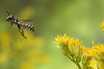 Leaf-cutting Bee (Megachile sp) departing a Goldenrod flower (Solidago sp) after collecting nectar and pollen, North America