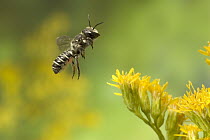 Leaf-cutting Bee (Megachile sp) departing a Goldenrod (Solidago sp) flower after collecting nectar and pollen, North America