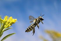 Leaf-cutting Bee (Megachile sp) departing a Goldenrod (Solidago sp) flower after collecting nectar and pollen, North America