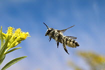 Leaf-cutting Bee (Megachile sp) flying towards a Goldenrod (Solidago sp) flower before collecting nectar and pollen, North America