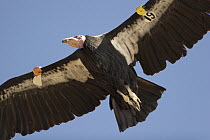 California Condor (Gymnogyps californianus) flying showing tagged wings, Big Sur, California