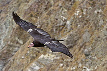 California Condor (Gymnogyps californianus) flying showing tagged wings, Big Sur, California