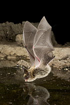 Western Long-eared Myotis (Myotis evotis) about to drink from a man-made guzzler, high-desert transition zone in the Deschutes National Forest, Oregon