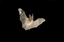 Townsend's Big-eared Bat (Corynorhinus townsendii) exits a cave in the Derrick Cave Complex, central Oregon