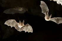 Townsend's Big-eared Bat (Corynorhinus townsendii) pair exit a cave while a third flies in the background in the Derrick Cave Complex, a series of lava tubes and lava bubbles, dusk, central Oregon