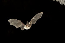Townsend's Big-eared Bat (Corynorhinus townsendii) exits a cave in the Derrick Cave Complex, a series of lava tubes and lava bubbles, central Oregon