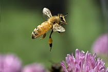 Honey Bee (Apis mellifera) worker collecting nectar from Red Clover (Trifolium pratense) flowers, note the pollen baskets on the legs, northwest Oregon