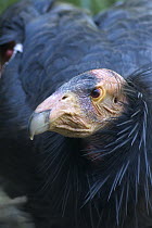 California Condor (Gymnogyps californianus) portrait, Big Sur, California