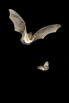 Townsend's Big-eared Bat (Corynorhinus townsendii) pursuing a Spanworm Moth, digital composite