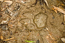 Sumatran Tiger (Panthera tigris sumatrae) footprint along the Dato Ghani Trail in Endau-Rompin National Park, Malaysia