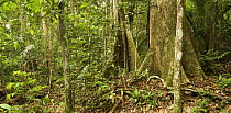 Ancient rainforest in Endau-Rompin National Park, Malaysia