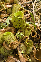 Flask-shaped Pitcher Plant (Nepenthes ampullaria), Endau-Rompin National Park, Malaysia