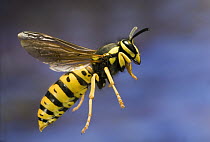 Yellowjacket (Vespinae) flying near Ochoco Pass in central Oregon. Photographed with a high-speed camera