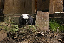 Striped Skunk (Mephitis mephitis) emerges from a burrow under a chicken coop on Sauvie Island, Oregon. Photographed at night with a remote camera