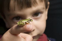 A three year old boy with a Pacific Treefrog (Pseudacris regilla)