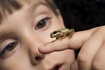 A three year old boy with a Pacific Tree Frog (Pseudacris regilla)