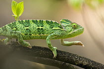 Veiled Chameleon (Chamaeleo calyptratus) a juvenile female hunting, native range is North Africa, Yemen to Saudi Arabia