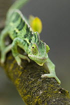 Veiled Chameleon (Chamaeleo calyptratus) a juvenile female hunting, native to North Africa, Yemen to Saudi Arabia