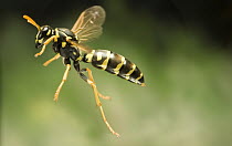 Chinese Paper Wasp (Polistes chinensis) flying, western Oregon