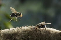 Blue Bottle Fly (Calliphoridae) lands on the pelage of a dead Townsend's Mole while another is already feeding. These flies are attracted to the odor of the decaying animal