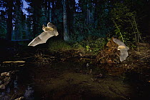 Western Long-eared Myotis (Myotis evotis) pair come to drink at a pond at dusk. Ochoco Pass, Oregon