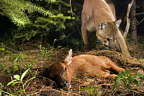 Mountain Lion (Puma concolor) uncovers a young Elk (Cervus elephus nelsoni) calf that it killed and covered with debris earlier, Wallowa County, Oregon * tags and tracking collar on cat were digitally...