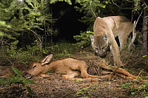 Mountain Lion (Puma concolor) uncovers a young Elk (Cervus elephus nelsoni) calf that it killed and covered with debris earlier, Wallowa County, Oregon * tags and tracking collar on cat were digitally removed *
