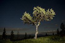 Mountain Mahogany (Cercocarpus ledifolius) photographed at night on a high ridge, Eden Bench, Wallowa County, Oregon