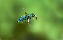 Cuckoo Wasp (Chrysididae) flying, Nature Conservancy's Zumwalt Prairie Preserve in northeast Oregon. This insect, like the cuckoo bird, lays her eggs in the nest of an unsuspecting host