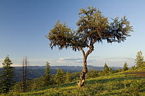 Mountain Mahogany (Cercocarpus ledifolius) photographed on a high ridge, Eden Bench, Wallowa County Oregon