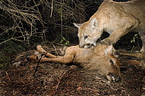 Mountain Lion (Puma concolor) uncovers and feeds on a young Elk (Cervus elephus nelsoni) calf that it killed and covered with debris earlier, Oregon