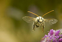 Digger Bee (Melissodes sp) male flying in desert habitat near Clarno, Oregon