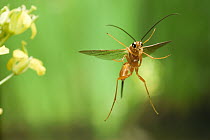 Ichneumon Wasp (Ophion luteus) flying. Photographed with a high-speed camera in an ponderosa pine forest canyon habitat, northeast Oregon