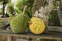 Durian (Durio zibethinus) fruit ripening in a Orang Asli village in Johore, Malaysia