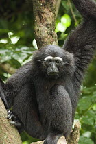 Hoolock Gibbon (Hylobates hoolock) sitting in tree, endangered, range China, India, Myanmar